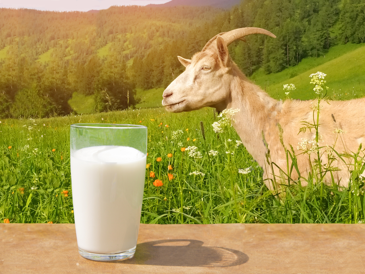 A,glass,of,goat,milk,on,a,wooden,table,and
